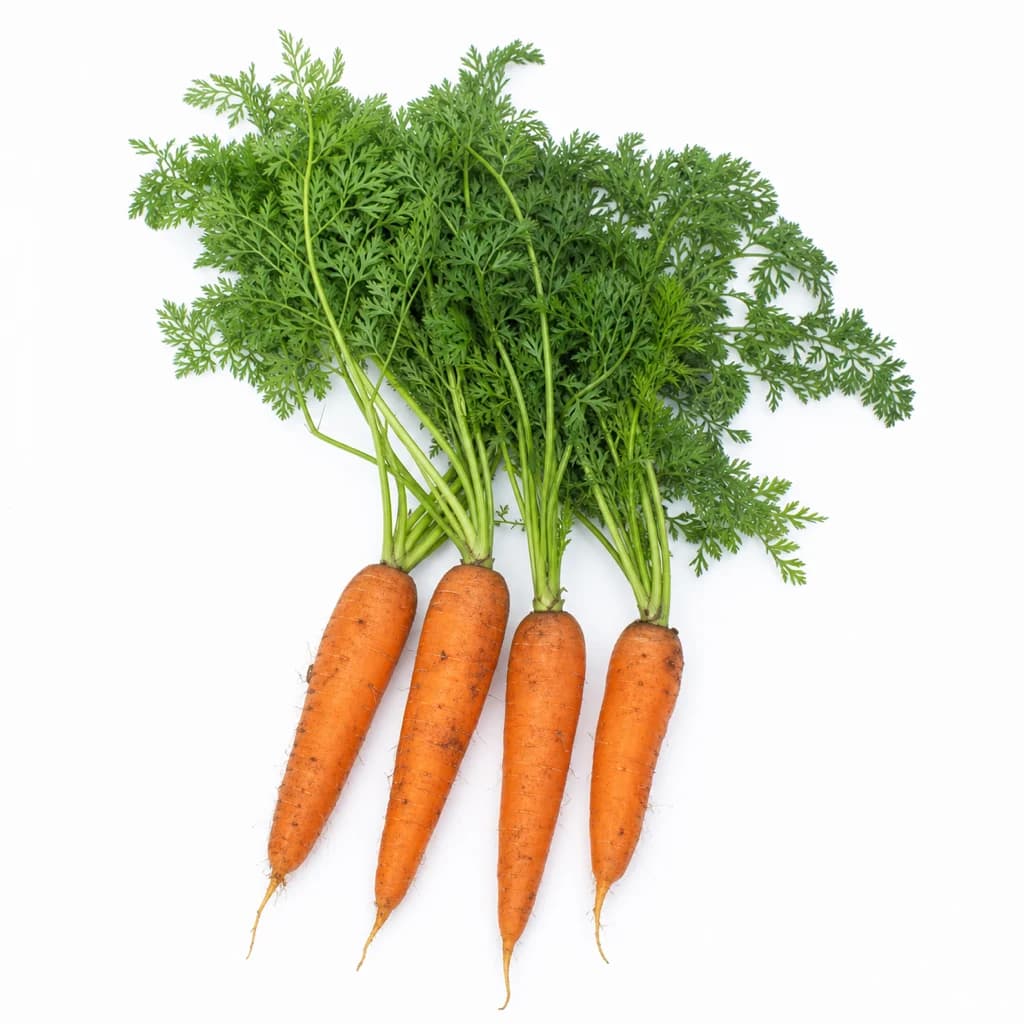 Carrot
