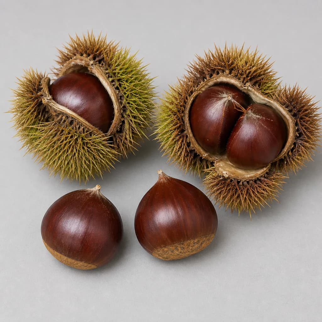 Chestnut — Natural form