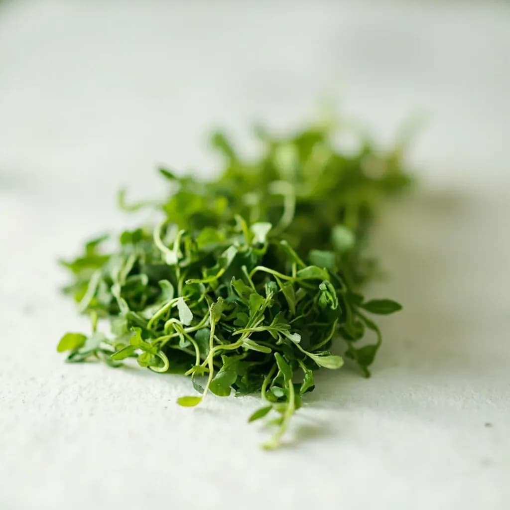 Chickweed