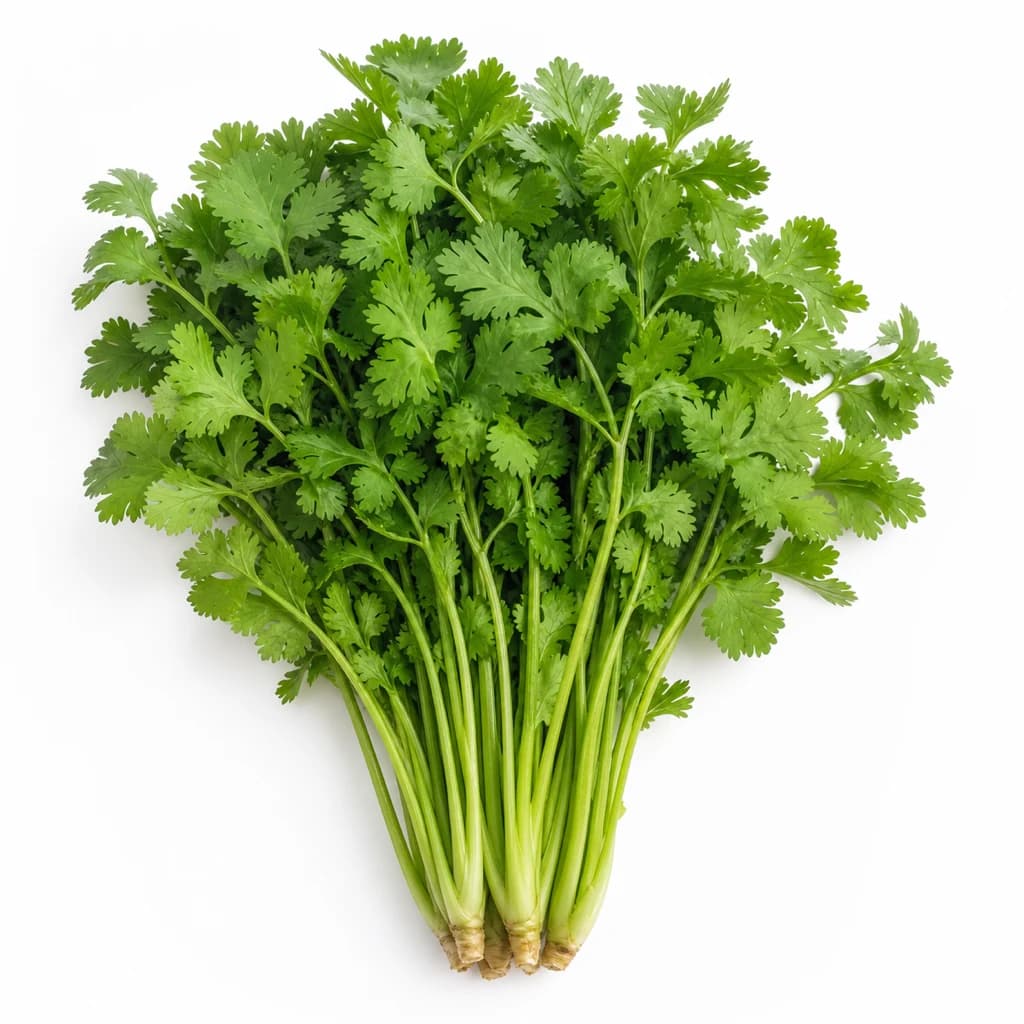 Cilantro — Natural form