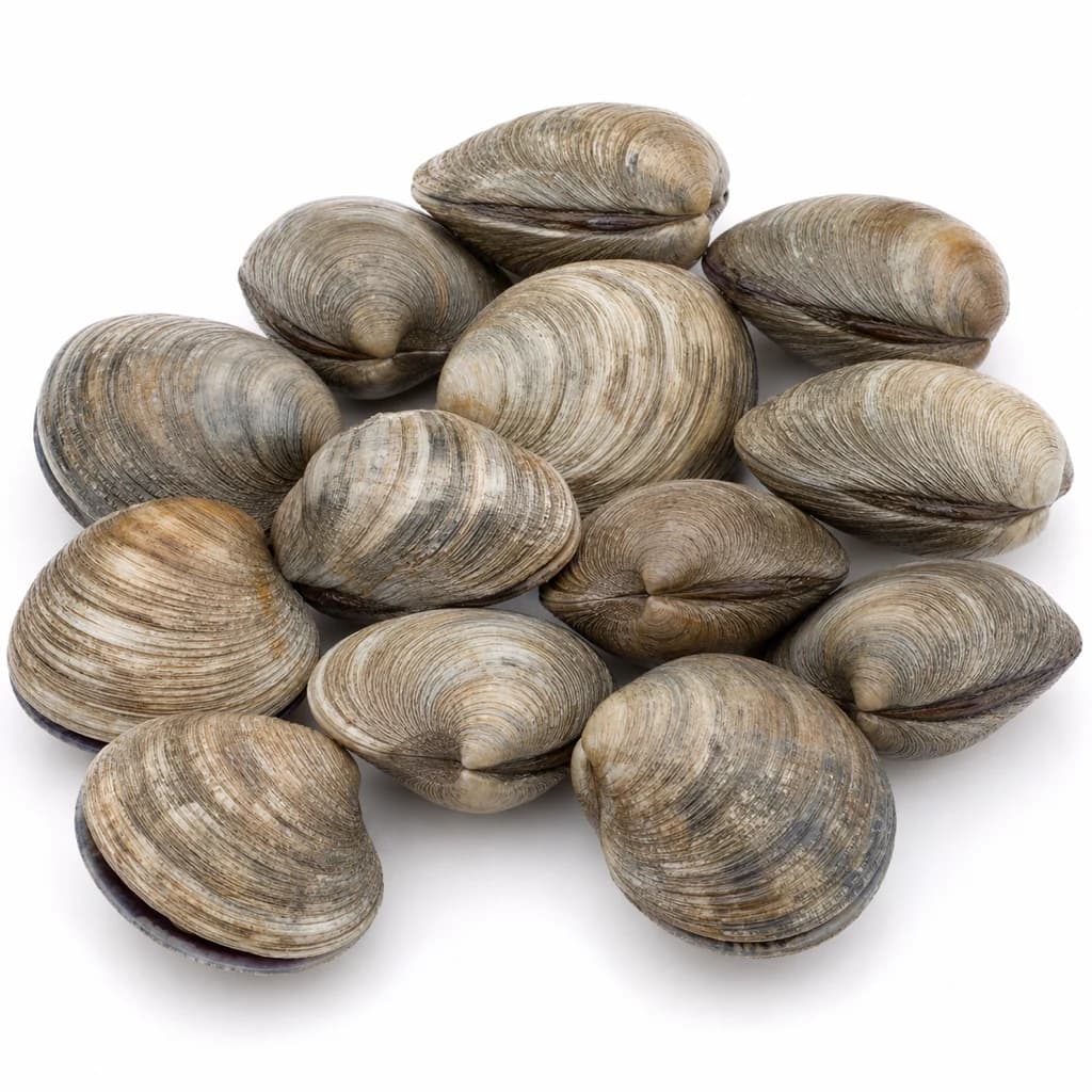 Clam