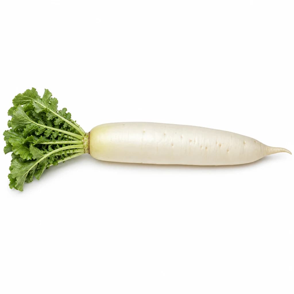 Daikon Radish