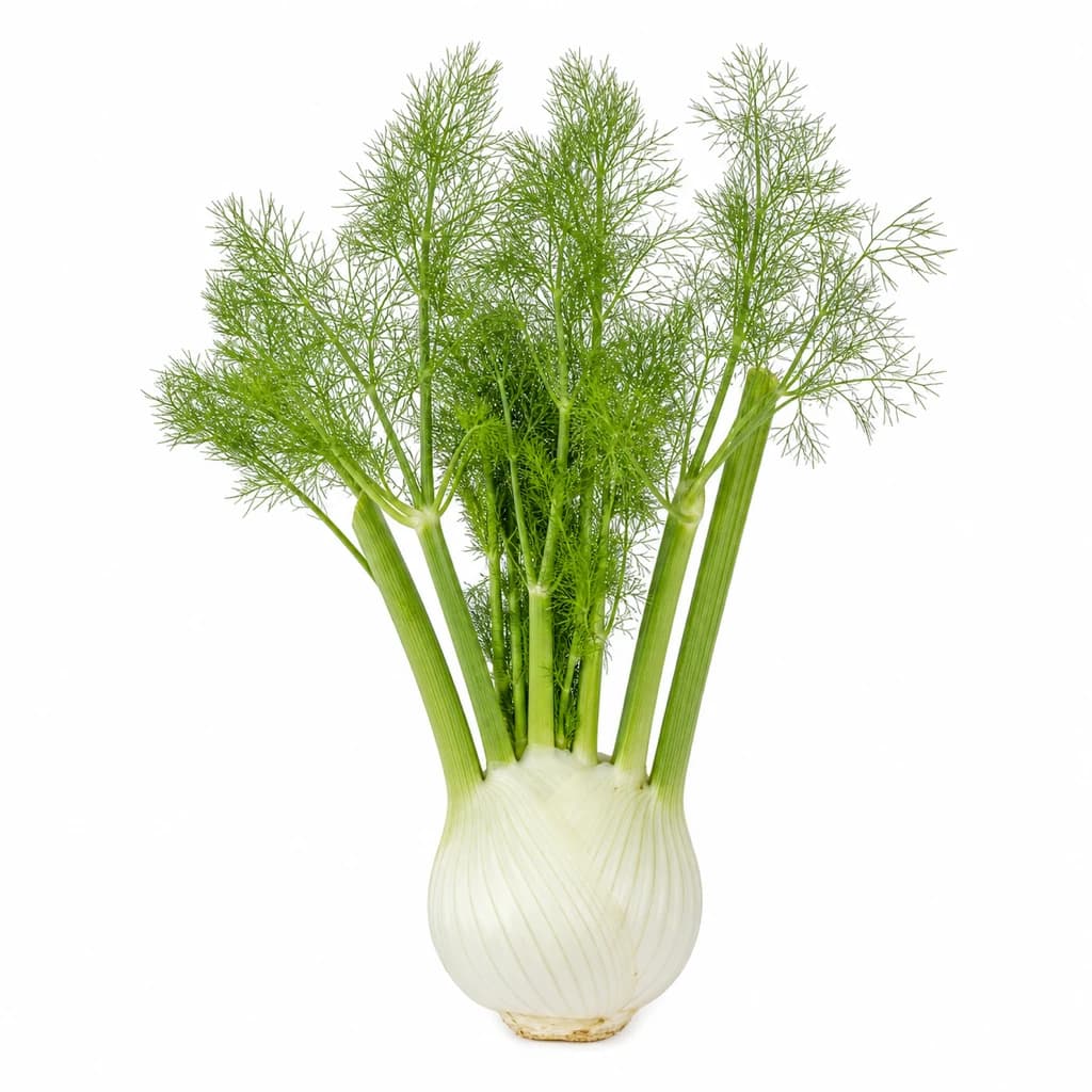 Fennel