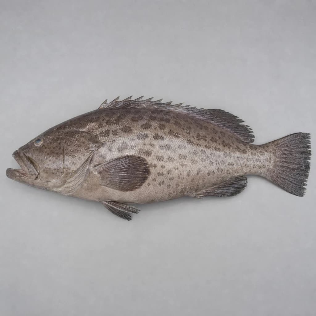 Grouper — Natural form