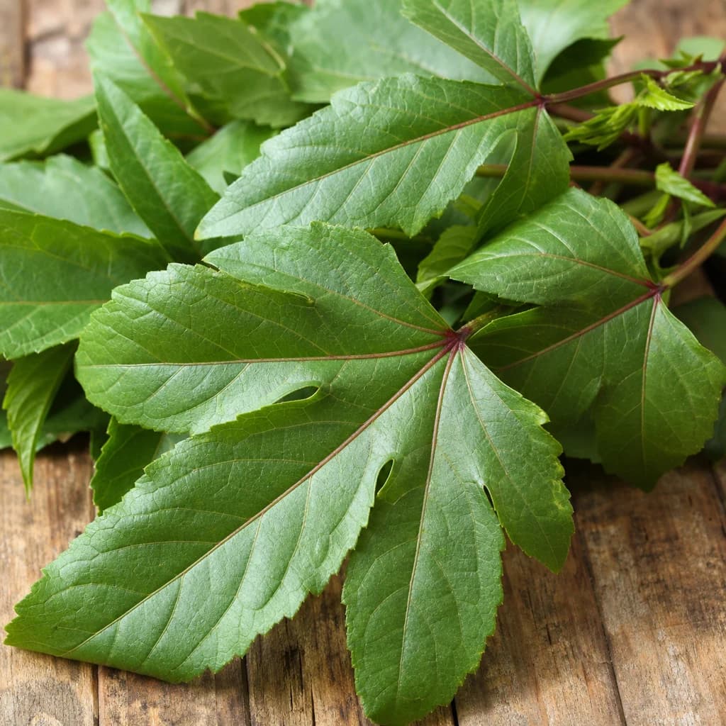 Hibiscus Leaf — Natural form