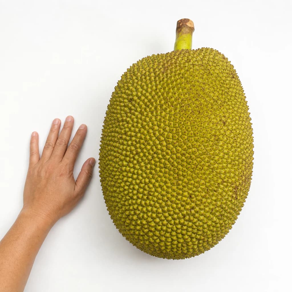 Jackfruit