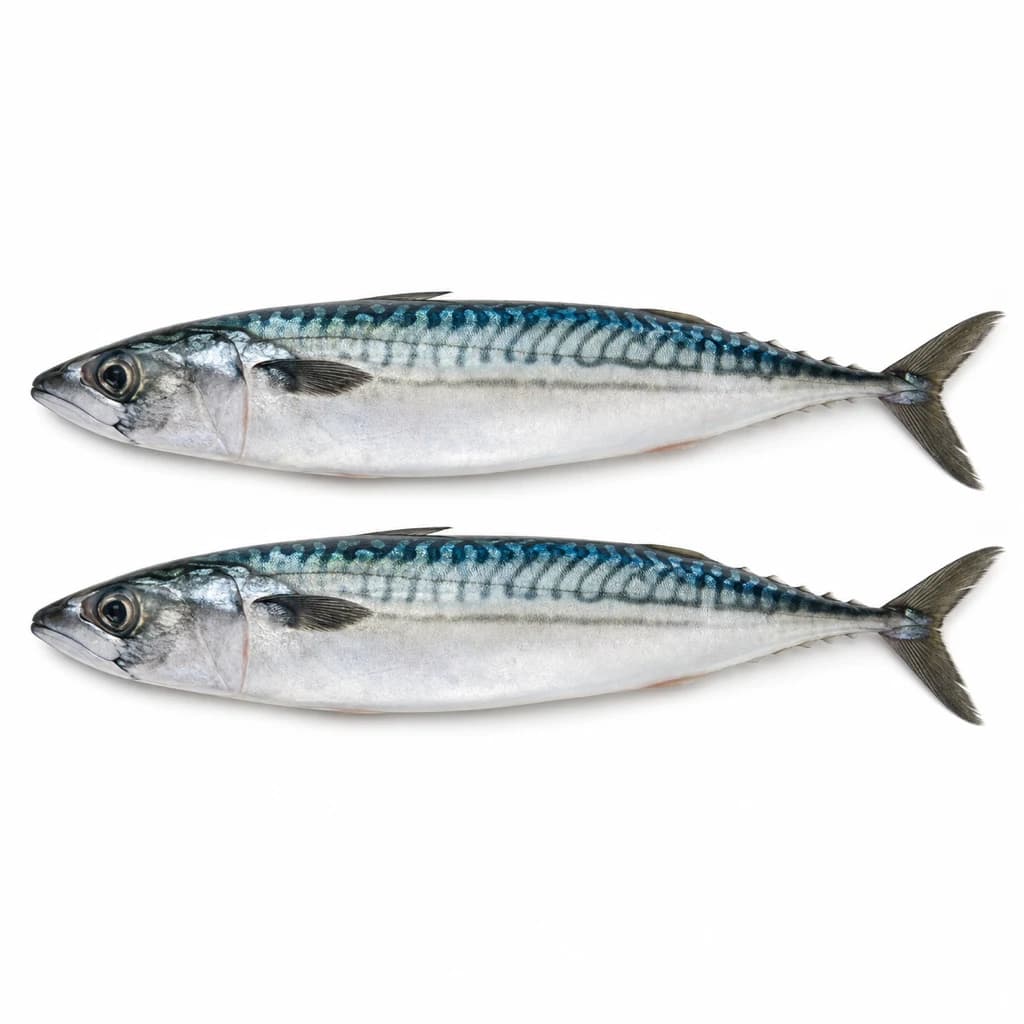 Mackerel