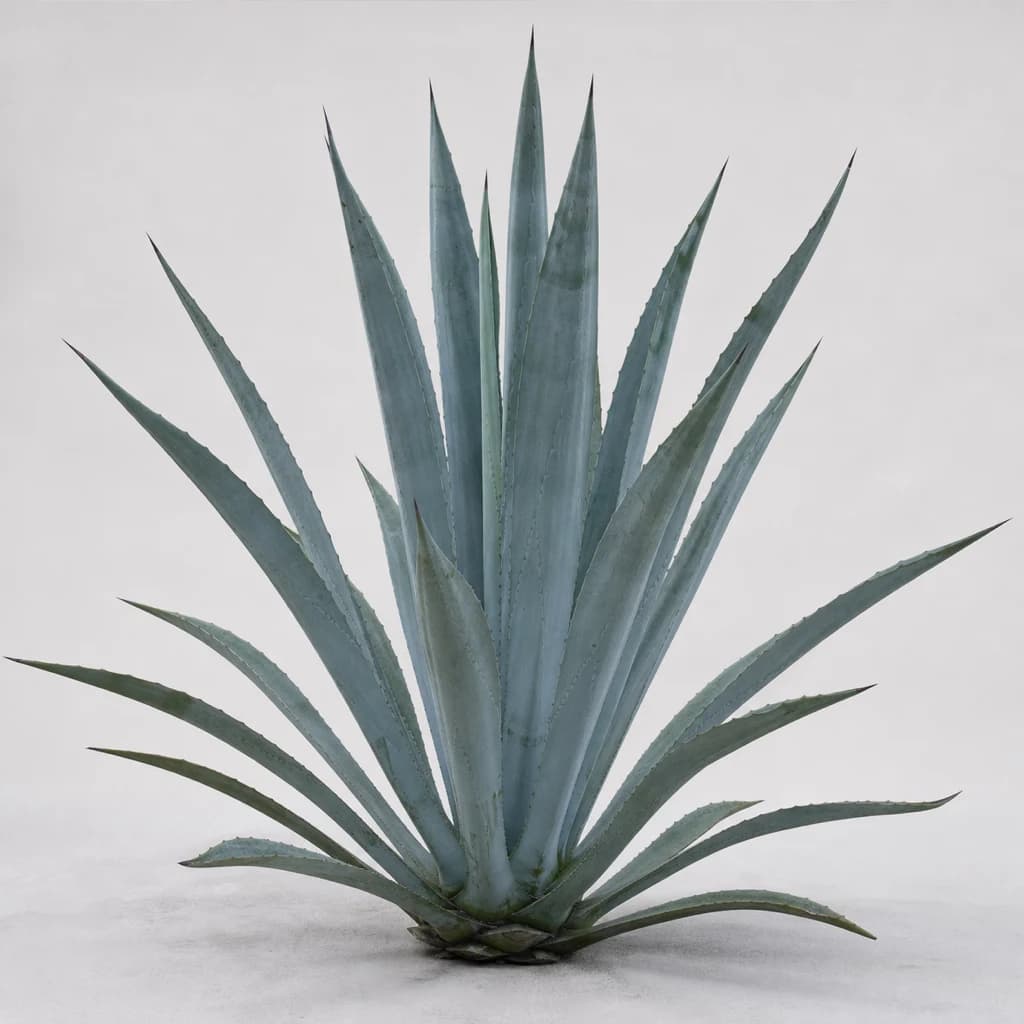 Mezcal — Natural form