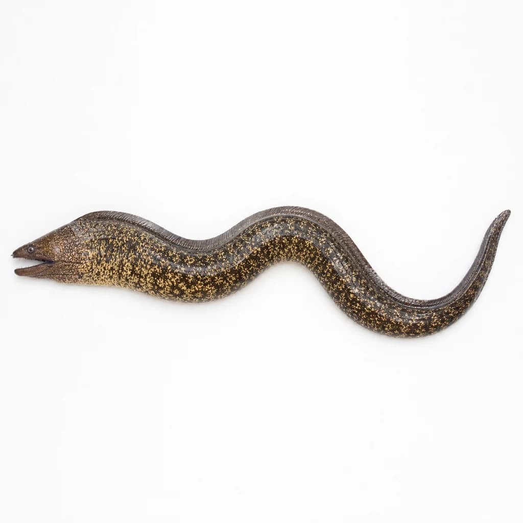 Moray Eel (Moreia) — Natural form