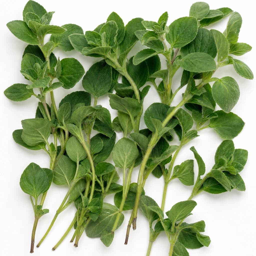 Oregano — Natural form
