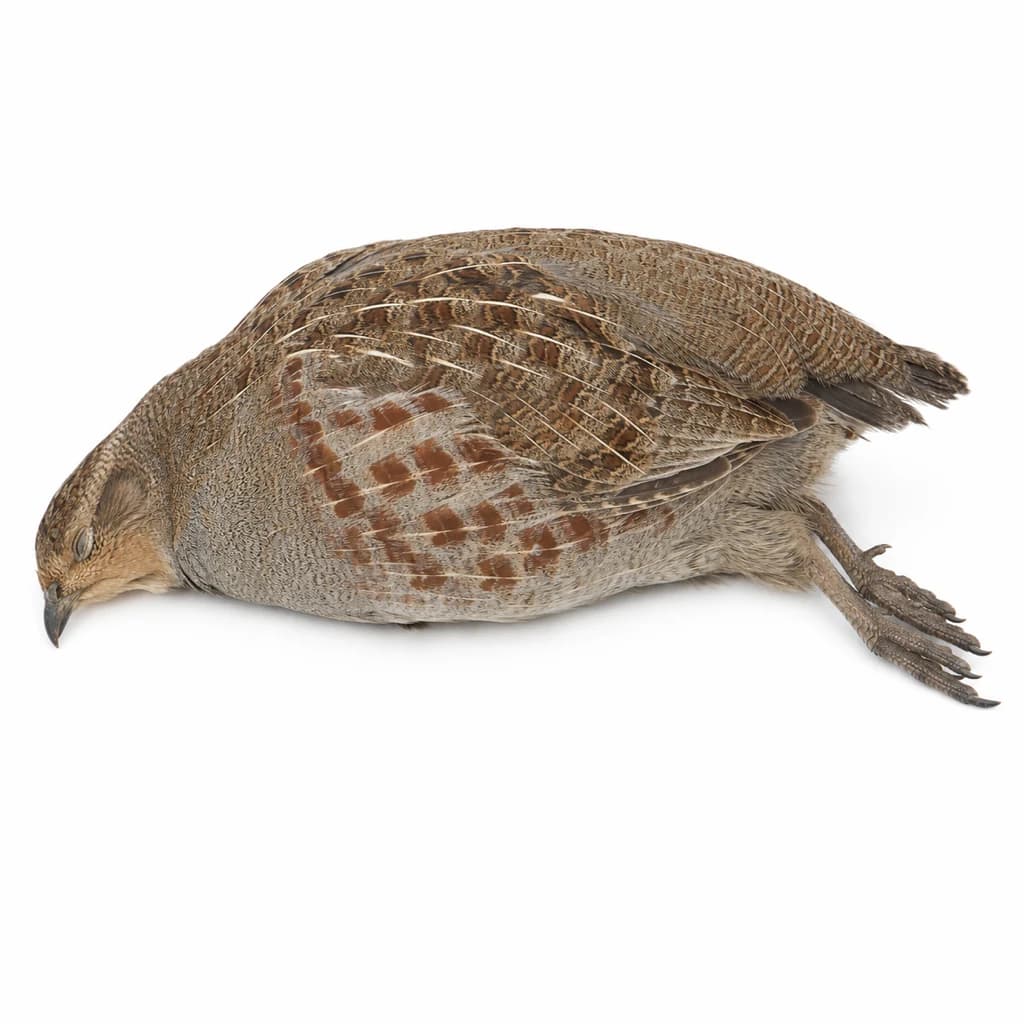 Partridge — Natural form