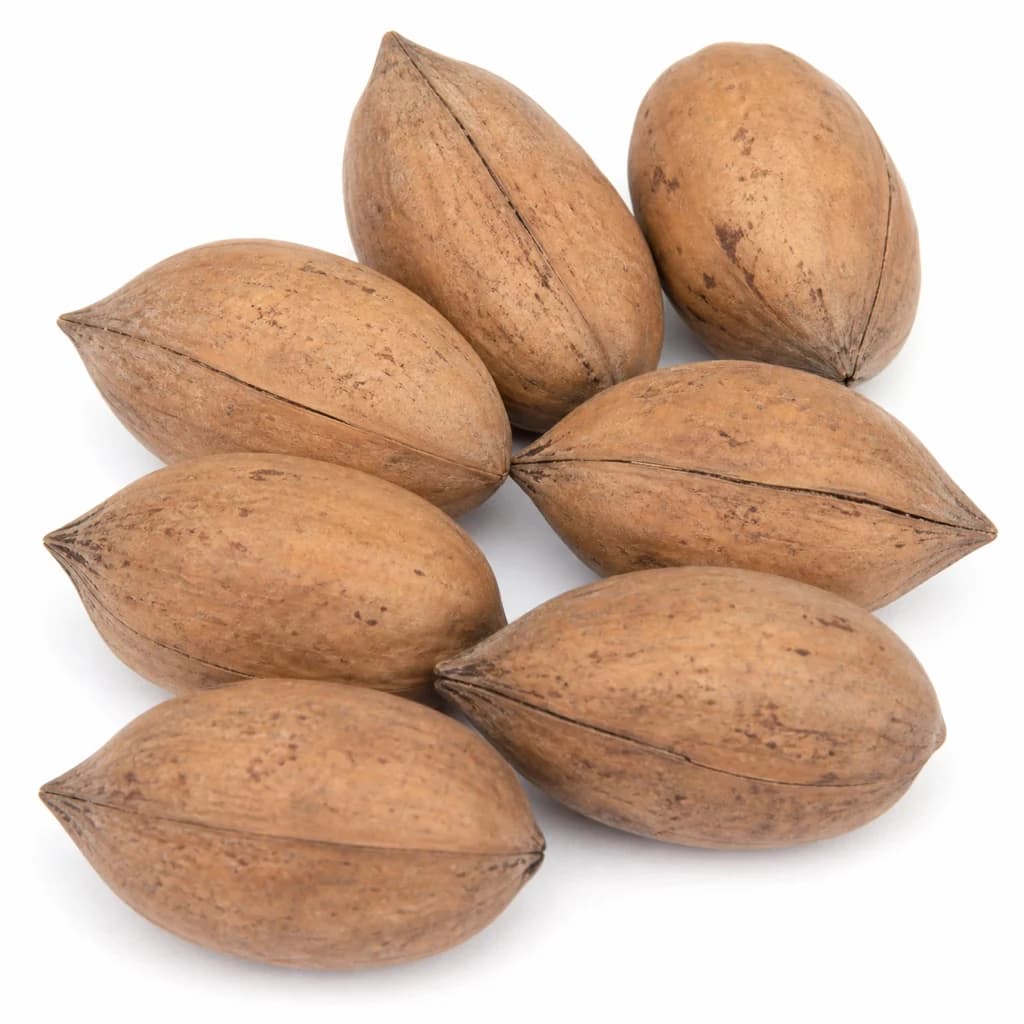 Pecan