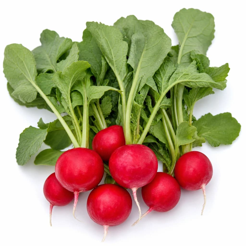Radish — Natural form