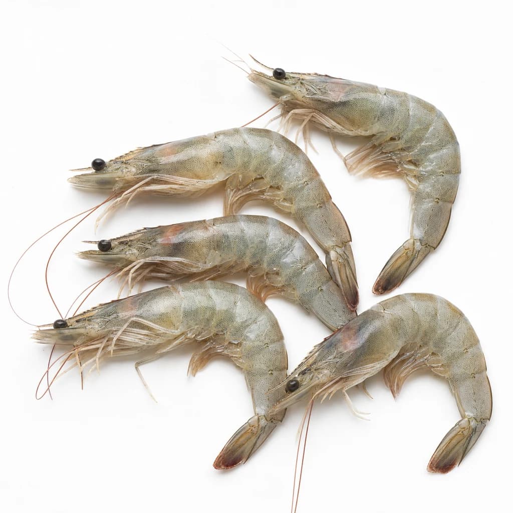 Shrimp — Natural form