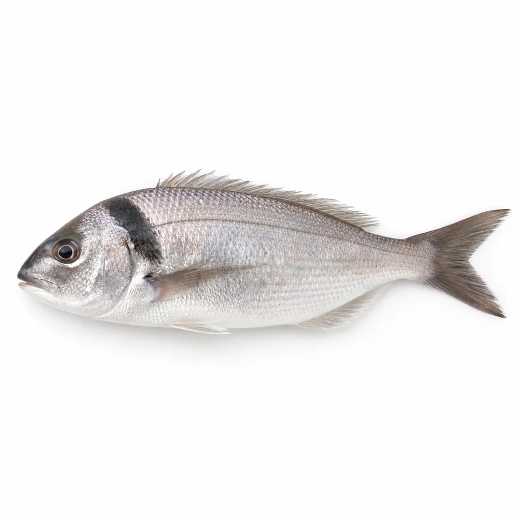 Tarakihi — Natural form