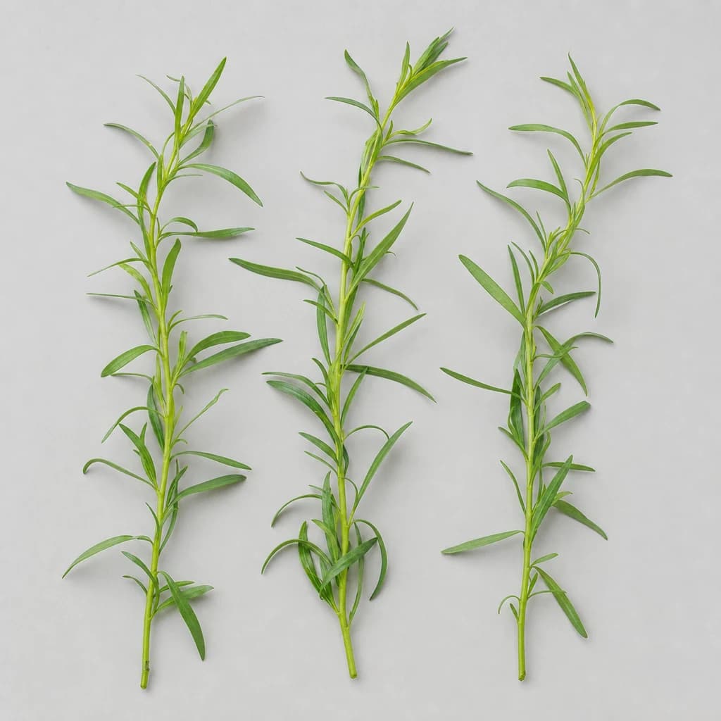 Tarragon — Natural form