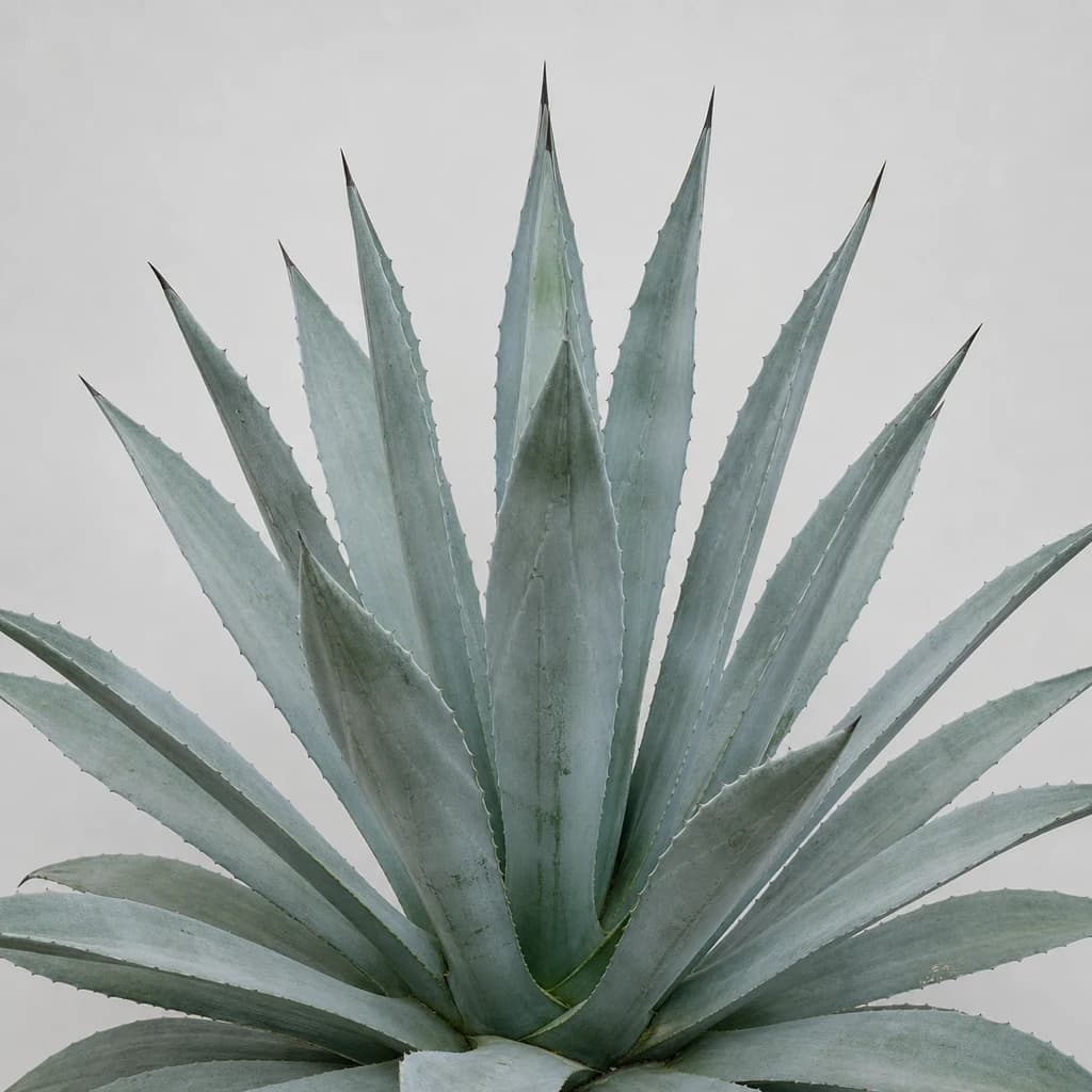 Tequila