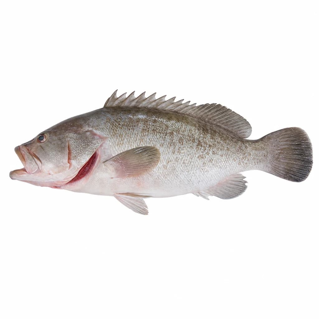 White Grouper (Thiof) — Natural form