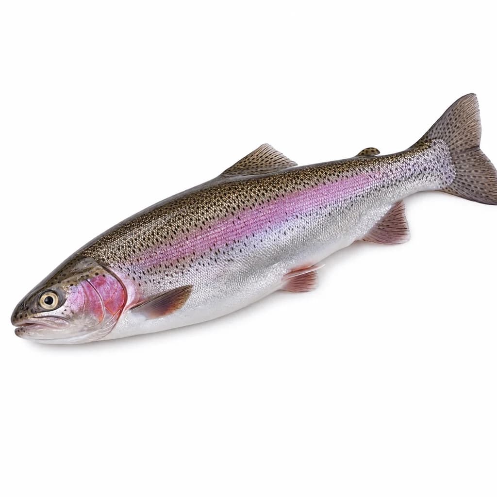 Trout