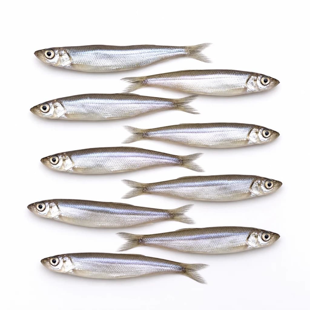 Vendace (Muikku)