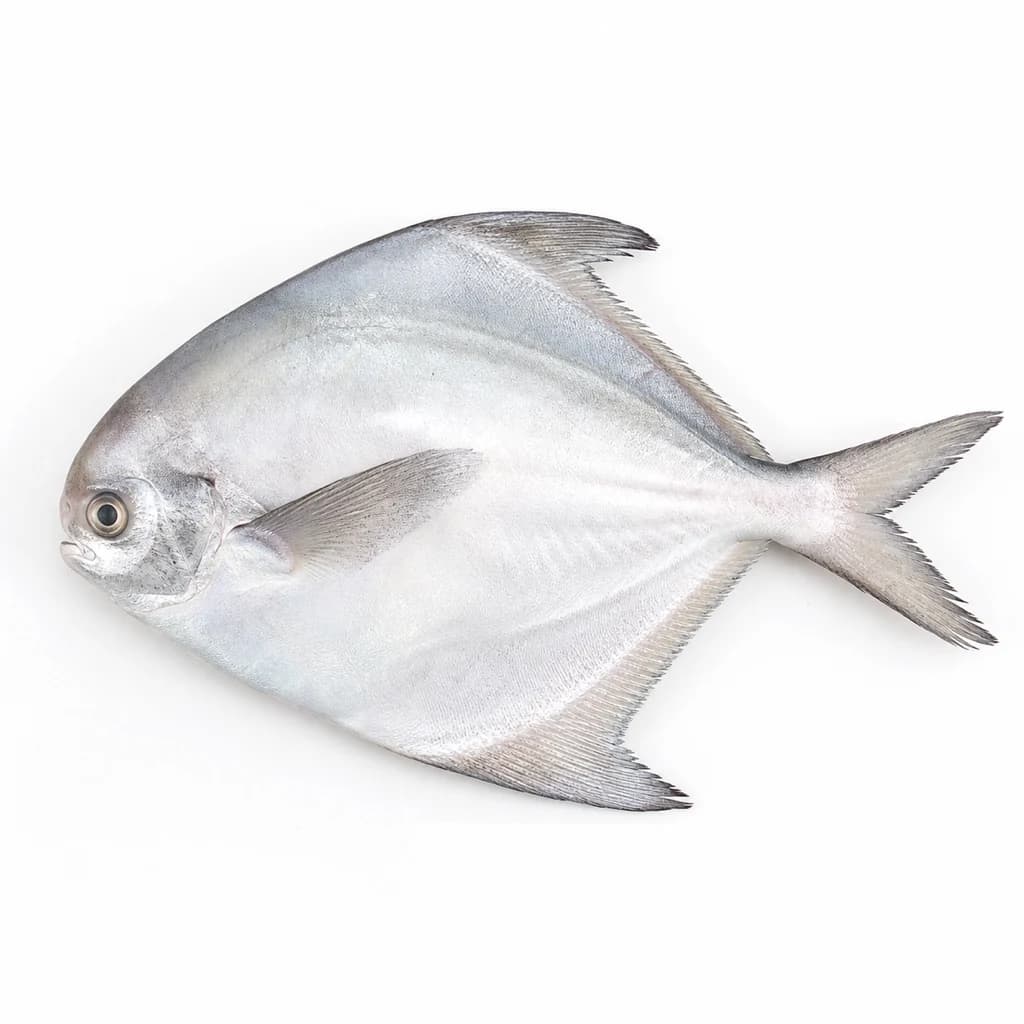Zubaidi (Silver Pomfret)
