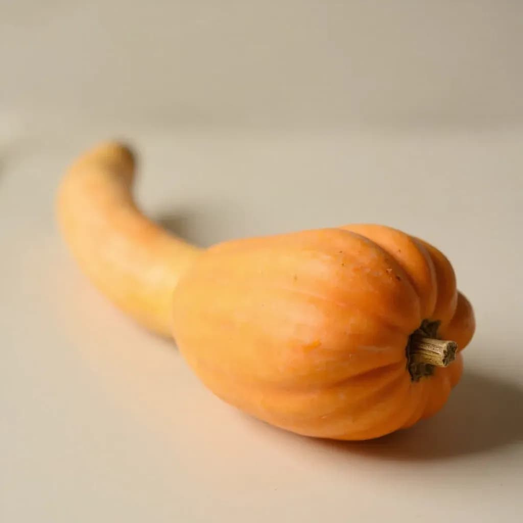 Long Pumpkin (Zucca)