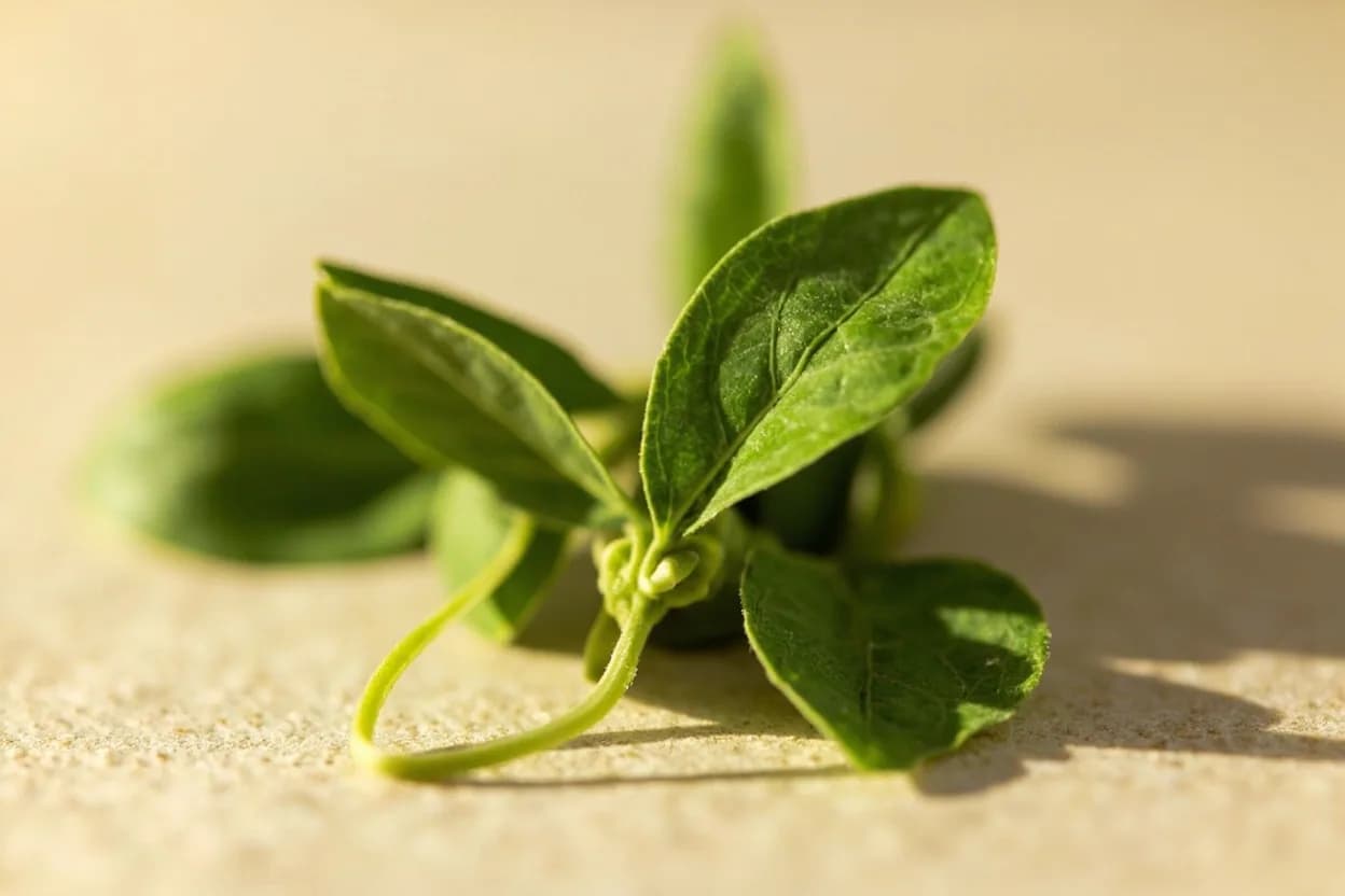African Basil (Scent Leaf) in its natural form. Ocimum gratissimum, known as scent leaf or African basil, is a shrubby perennial herb widespread across West and Central Africa. Tasting profile: clove-eugenol warmth, eucalyptus / camphor freshness, mild black-pepper bite, green, grassy body.