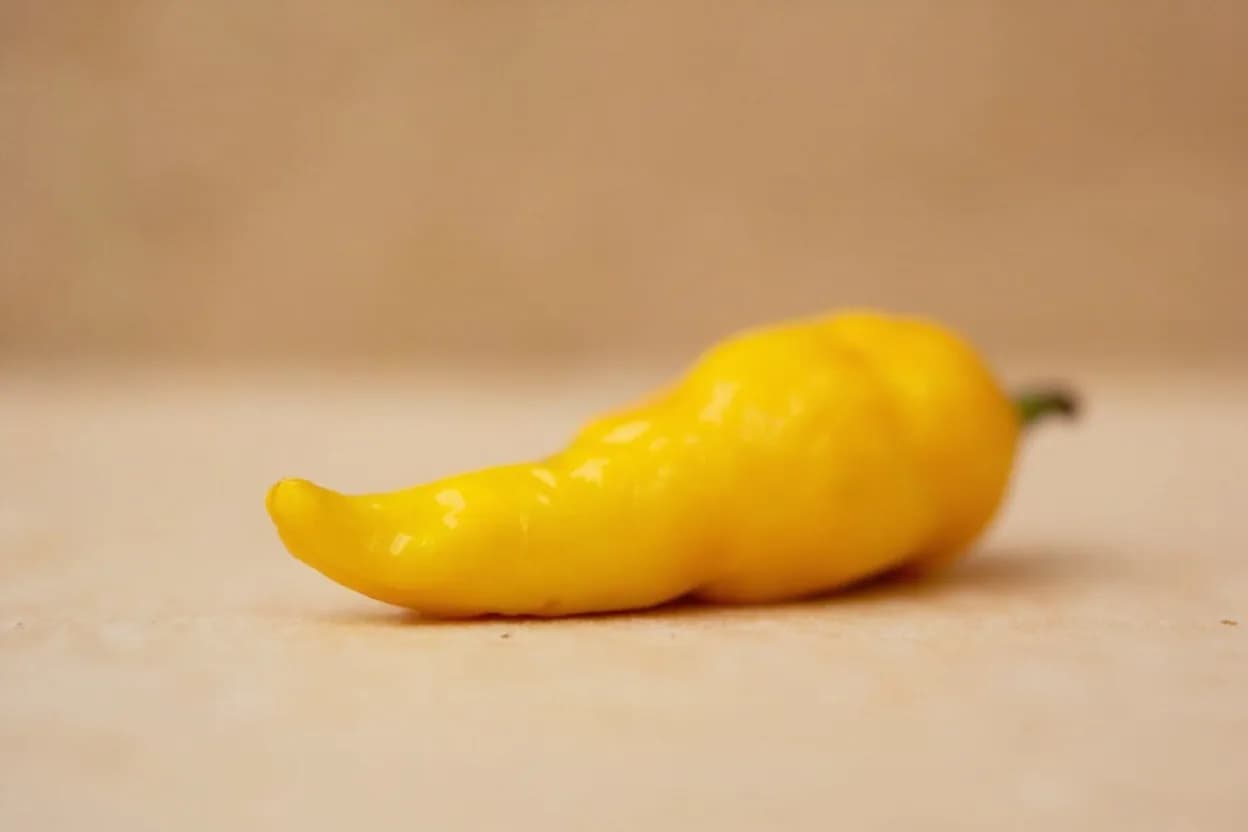 Ají Amarillo in its natural form. Ají amarillo (Capsicum baccatum) is Peru's most culturally important chili, ripening to a vivid orange-yellow. Tasting profile: passion fruit and tropical citrus, dried apricot and mango, floral warmth (linalool), persistent capsaicin heat.