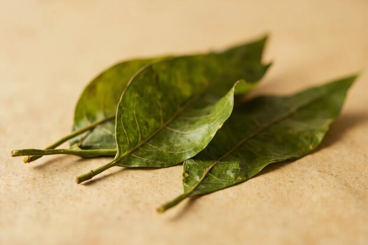 Curry Leaf in its natural form. Curry leaf (Murraya koenigii) is a tropical tree native to the Indian subcontinent whose glossy leaves are one of the most important aromatics in South Indian, Sri Lankan, and Malaysian cooking. Tasting profile: bright citrus zest, toasty nuttiness, anise warmth, faint asafoetida depth.