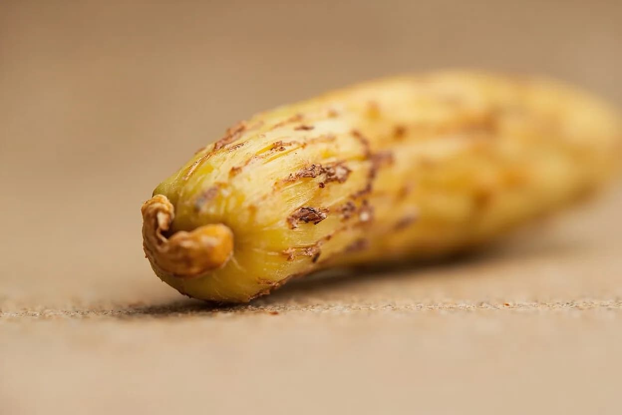 Fingerroot (Krachai) in its natural form. Fingerroot, called krachai in Thai, is a tropical rhizome from the ginger family whose cluster of finger-like lateral roots gives it its English name. Tasting profile: panduratin A (camphor-like, mildly menthol), gingery spice warmth (shared zingiberaceae character), herbal, slightly grassy freshness, faint bitterness in the skin.