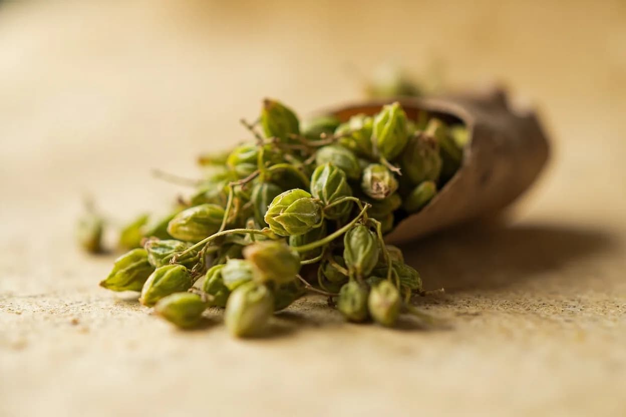 Gesho (Ethiopian Hops) in its natural form. Gesho (Rhamnus prinoides) is a thorny shrub native to East Africa and parts of the Arabian Peninsula. Tasting profile: pronounced herbal bitterness, resinous, hop-like aroma, dried eucalyptus and pine notes, light astringency.