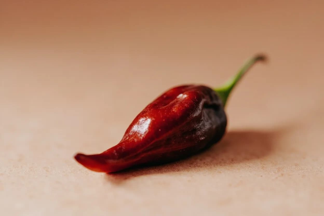 Guajillo Chile in its natural form. Guajillo (pronounced gwah-HEE-yo) is the dried form of the mirasol pepper (Capsicum annuum), one of the most widely used dried chilies in Mexican cooking after the ancho. Tasting profile: tangy dried cherry and cranberry, mild tannin, green tea-like brightness, moderate warming heat.