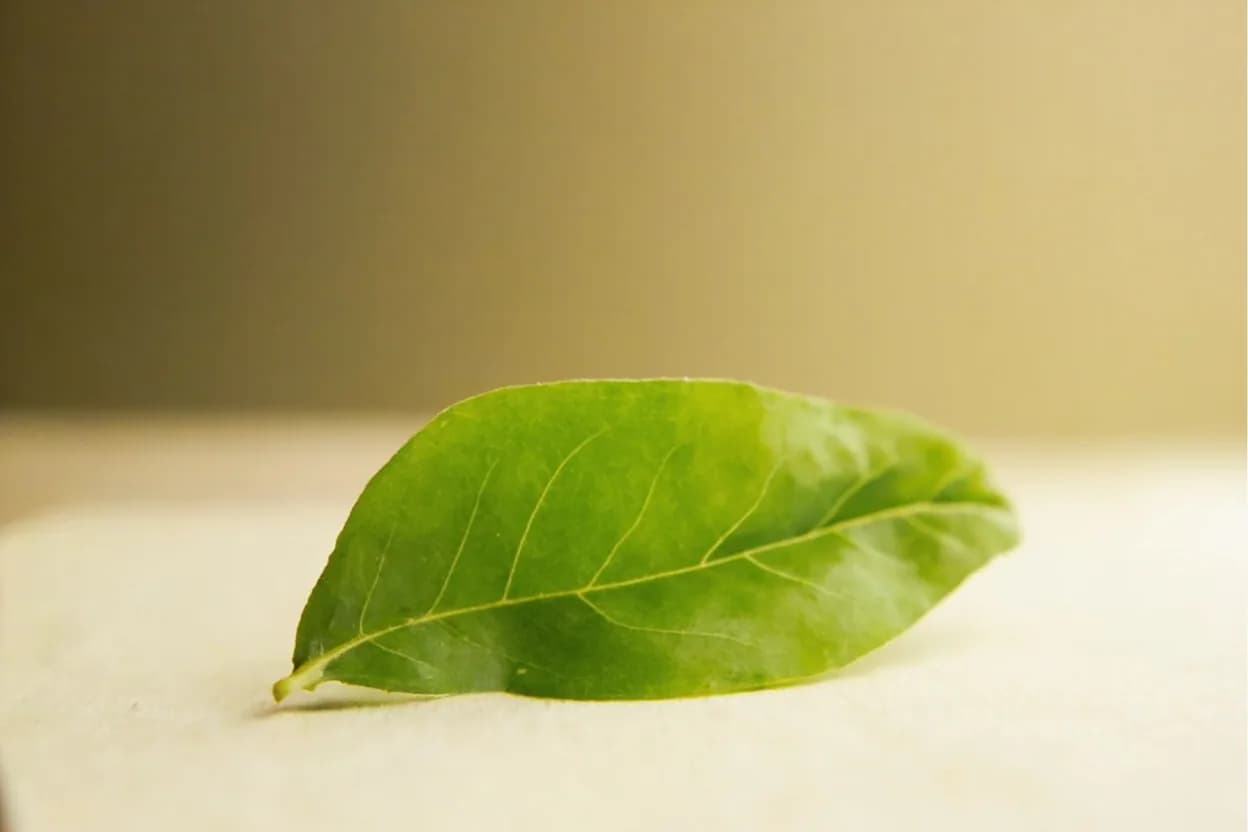 Kinome (Sansho Leaf) in its natural form. Kinome are the young spring sprigs of the sansho tree (Zanthoxylum piperitum), the Japanese relative of Sichuan pepper. Tasting profile: sharp lime-peel citrus, piney, resinous top note, mouth-numbing tingle (hydroxy-alpha-sanshool), faint mint coolness.