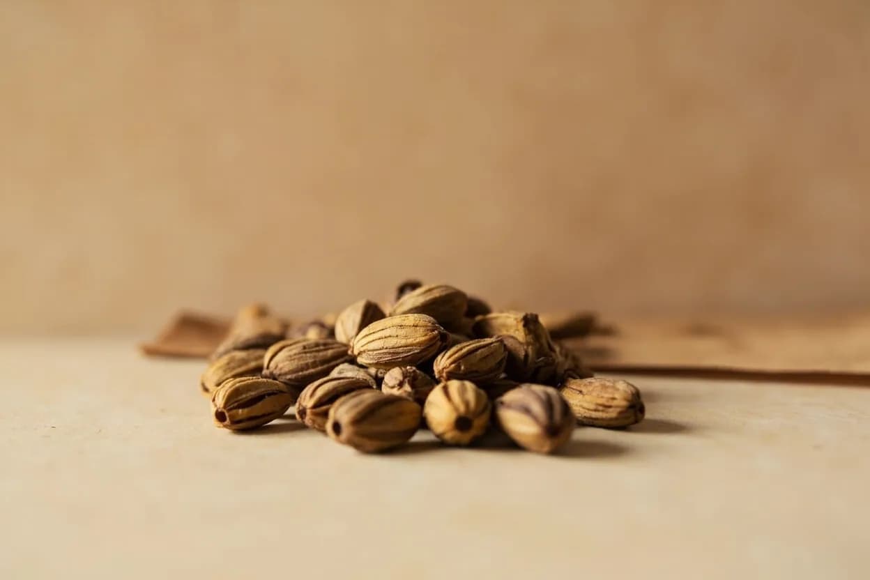 Korarima (Ethiopian Cardamom) in its natural form. Korarima (Aframomum corrorima) is a large cardamom species indigenous to the highland forests of southwestern Ethiopia and Eritrea, where it grows wild and is also cultivated. Tasting profile: citrus-bergamot freshness, camphor and eucalyptol cooling note, resinous forest-floor earthiness, mild pepper-spice warmth.