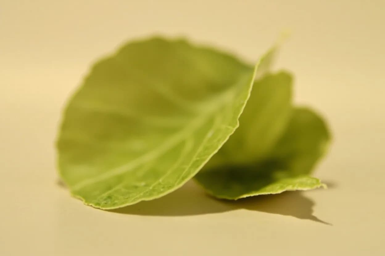 Makrut Lime Leaf in its natural form. The makrut lime tree (Citrus hystrix) produces two distinct culinary products: its bumpy-skinned fruit (used mainly for its zest) and its distinctively double-lobed leaves, where each leaf consists o… Tasting profile: piercing floral-citrus aroma (citronellal dominant), fresh, slightly menthol-like brightness, warm, slightly spicy floral undertone (linalool), faint sweetness — no bitterness.