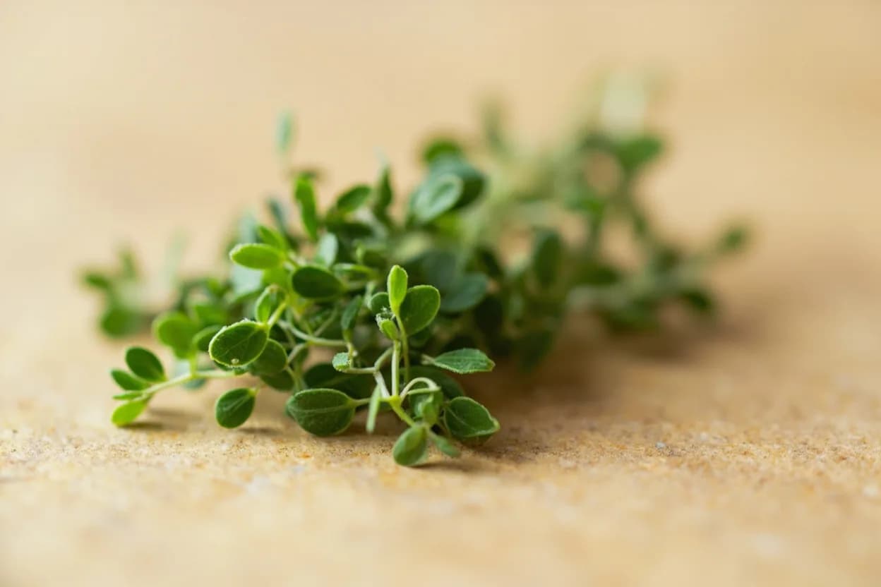 Marjoram in its natural form. Marjoram (Origanum majorana) is a close relative of oregano but substantially more delicate and sweet. Tasting profile: sweet, warm herbaceousness (terpinene-4-ol), floral, slightly pine-like freshness (sabinene), gentle camphor undertone, mild citrus brightness.
