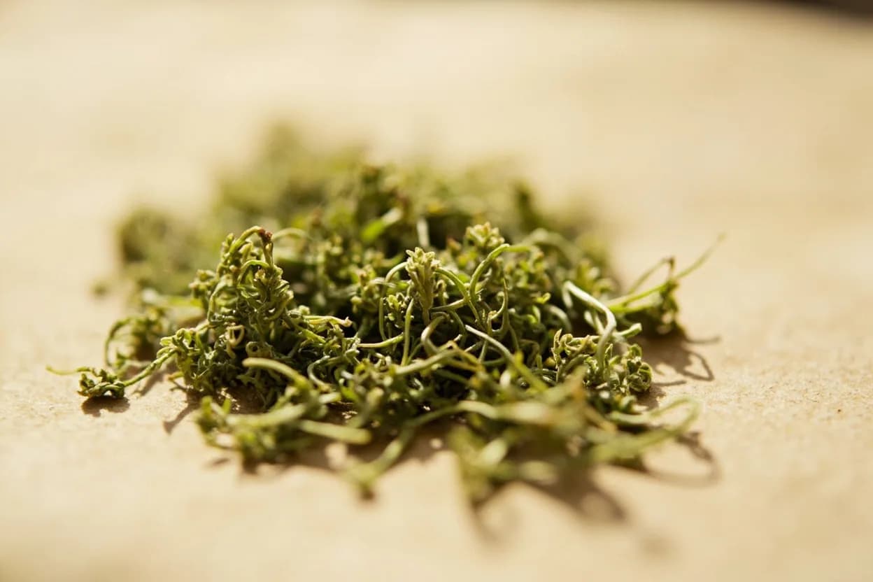 Mugwort (Ssuk) in its natural form. Mugwort (ssuk, 쑥) is the young shoots and leaves of Artemisia princeps, harvested in early spring when still tender. Tasting profile: grassy and vegetal, like fresh-cut meadow, clean herbaceous bitterness (artemisia lactone), faint menthol-camphor edge, warm, slightly medicinal depth.