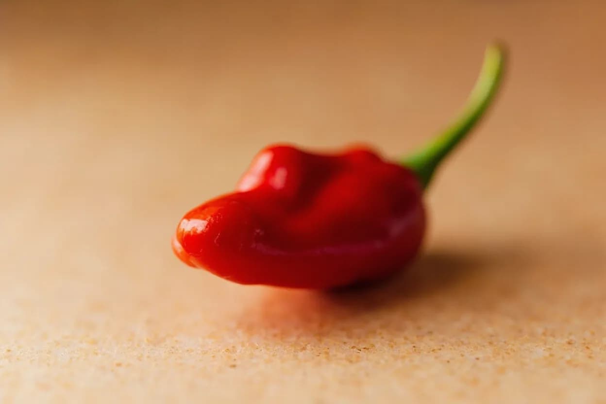Piquillo Pepper in its natural form. Piquillo peppers (pimiento del piquillo de Lodosa) are a protected-designation-of-origin (PDO) pepper grown exclusively around Lodosa in Navarra, Spain. Tasting profile: sweet roasted red pepper (caramelized sugars from fire-roasting), mild smokiness from wood-fire char, faint, lingering warmth (capsaicin — not hot, but present), clean, bright vegetal sweetness.