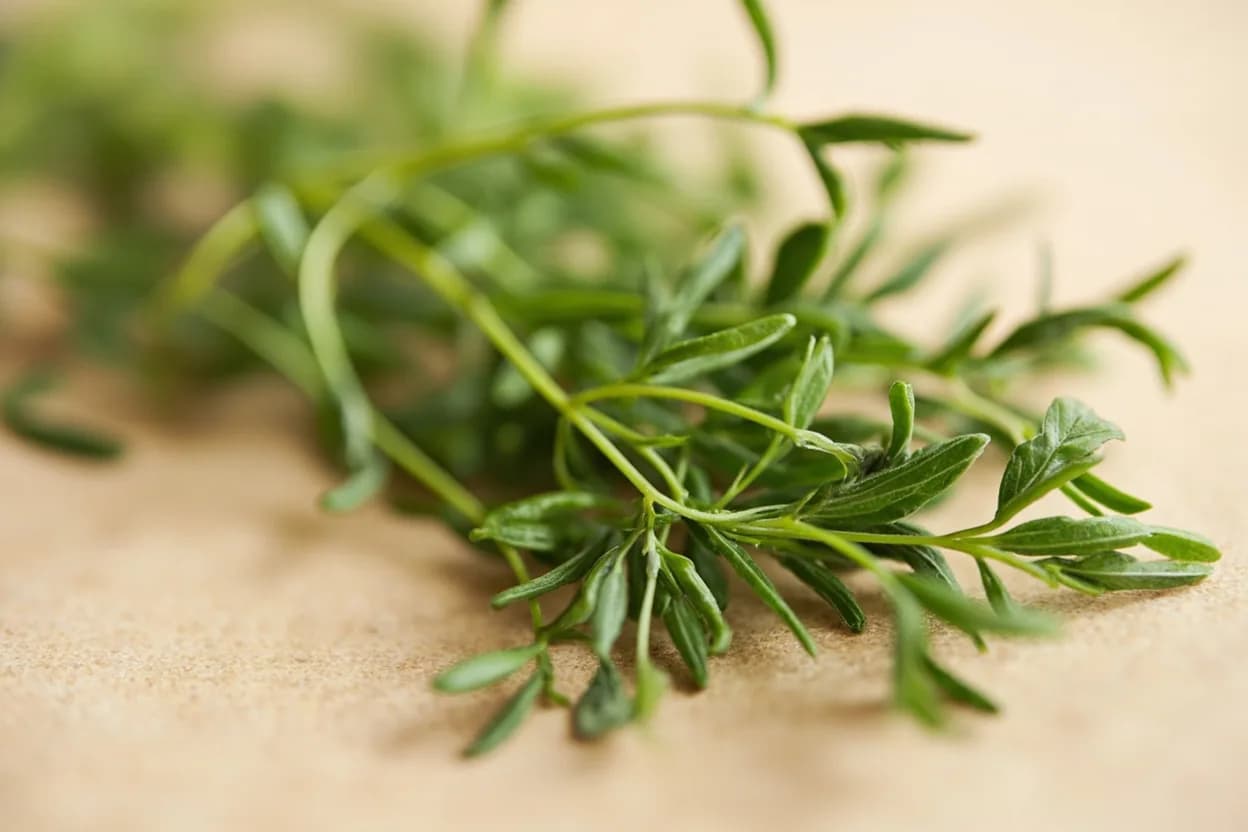 Tarragon in its natural form. Tarragon (Artemisia dracunculus var. Tasting profile: sweet anise, estragole, grassy warmth, faint vanilla.