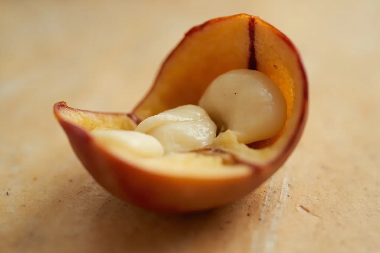 Bean Cook Doneness (Yield & Mash Test)