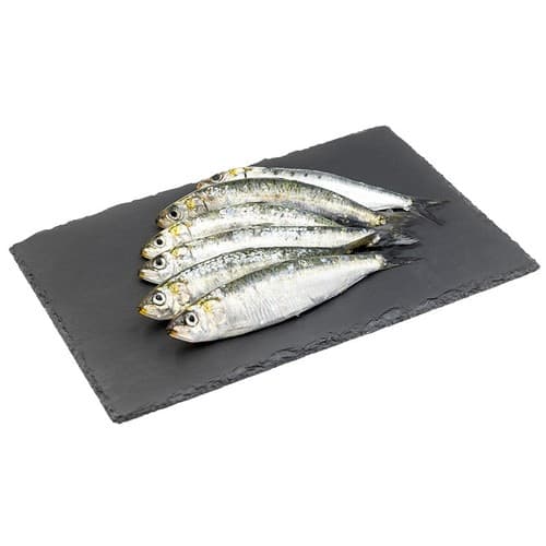 Large Sardine