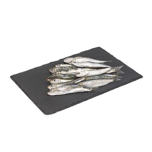 Coastal Sardine