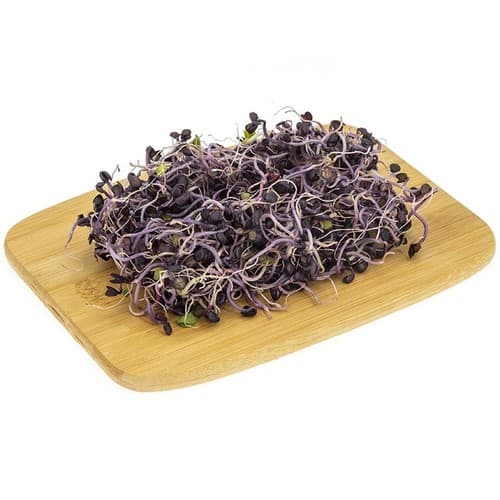Organic Purple Radish Sprouts in 50g Tray