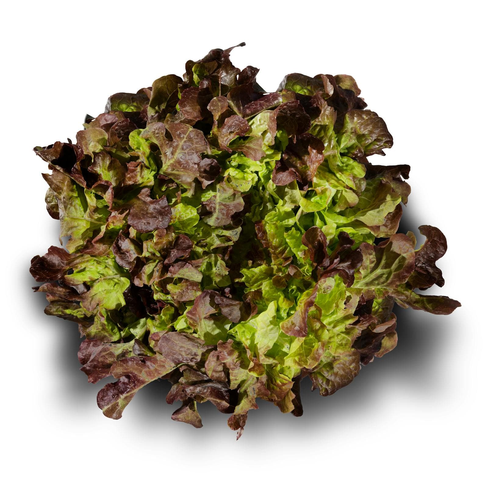 Red Oak Leaf Lettuce