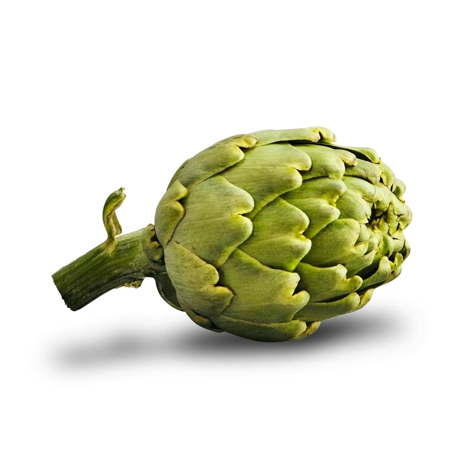 Artichoke