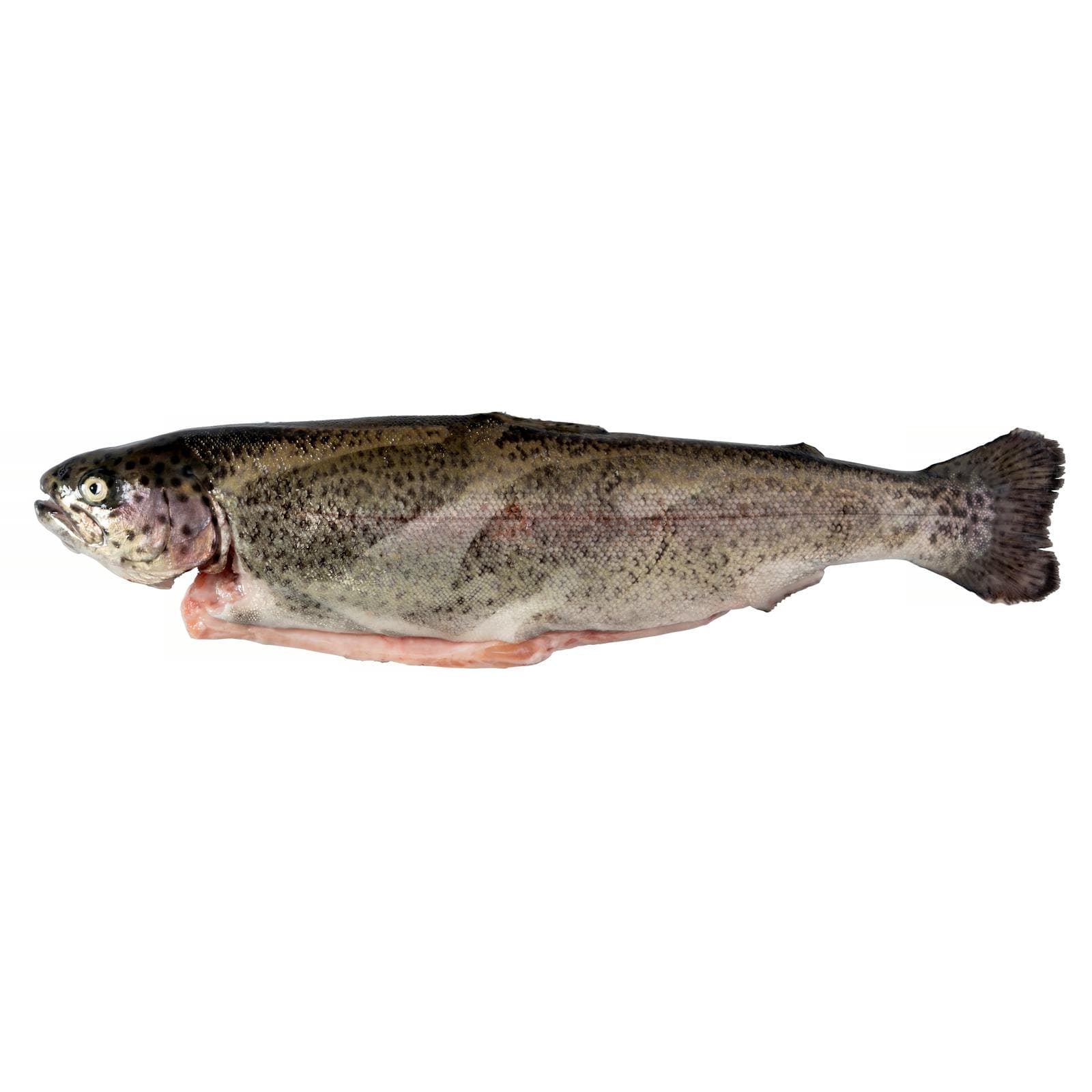 Rainbow Trout Finless