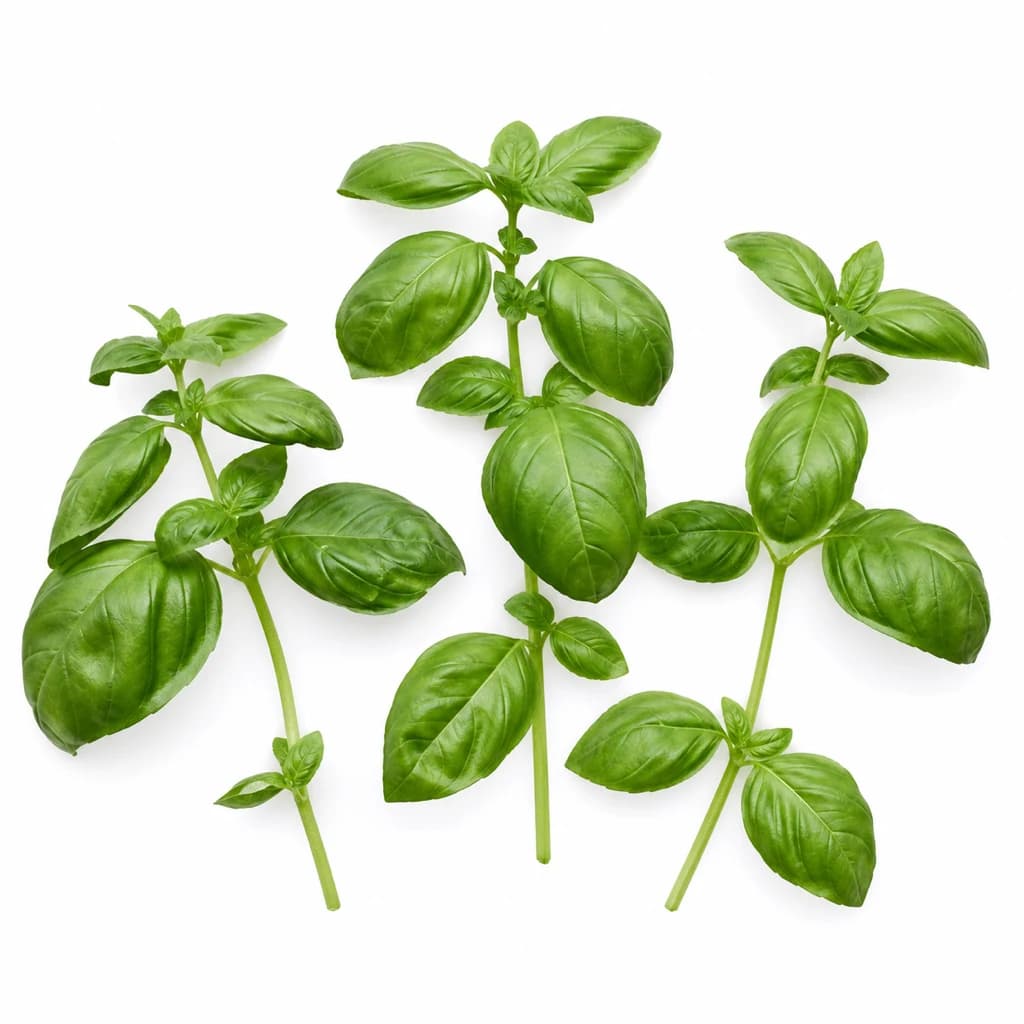 Basil — Natural form