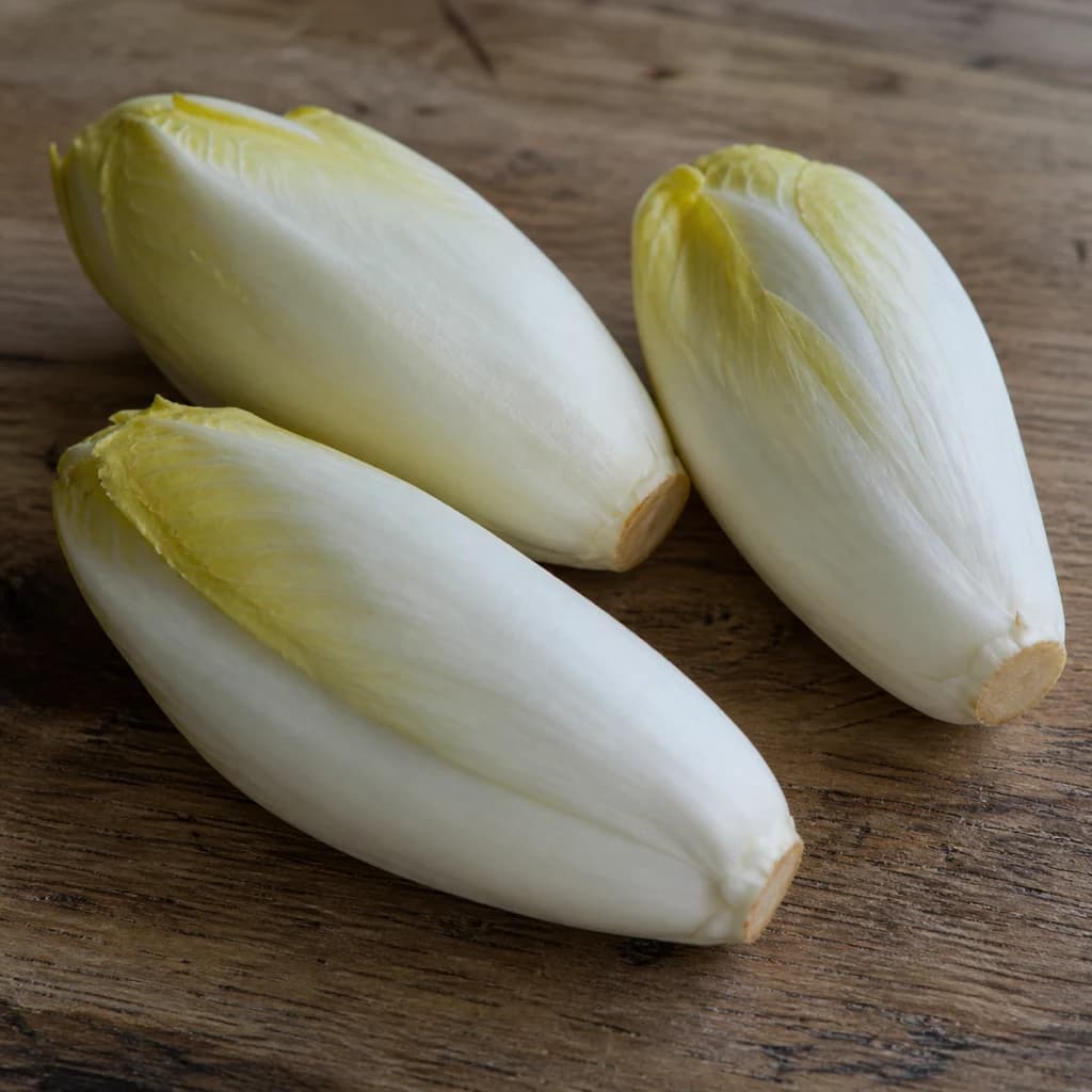 Belgian Endive