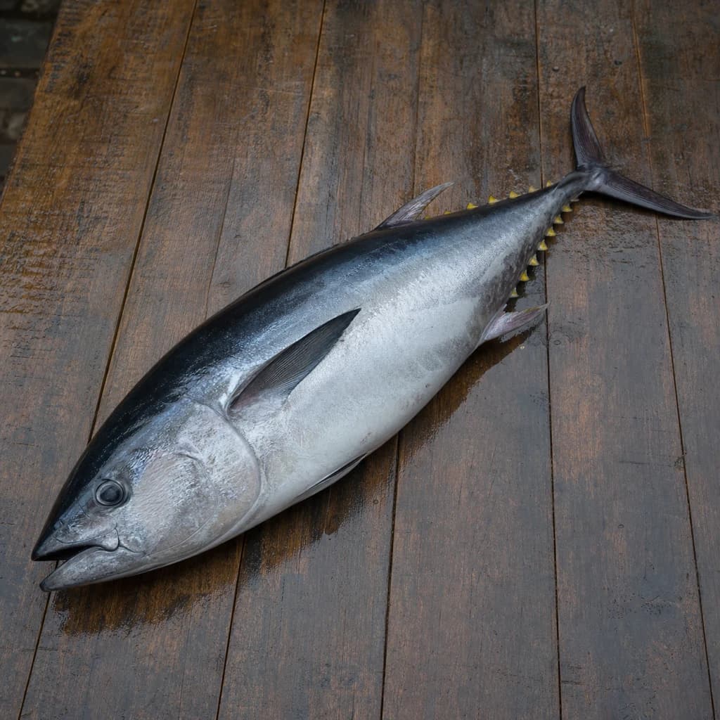 Bluefin Tuna