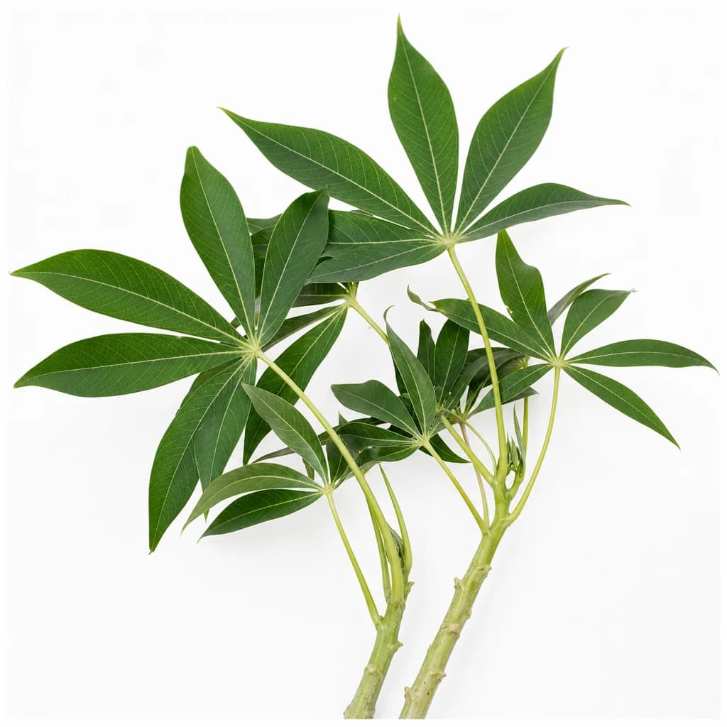 Cassava Leaf — Natural form